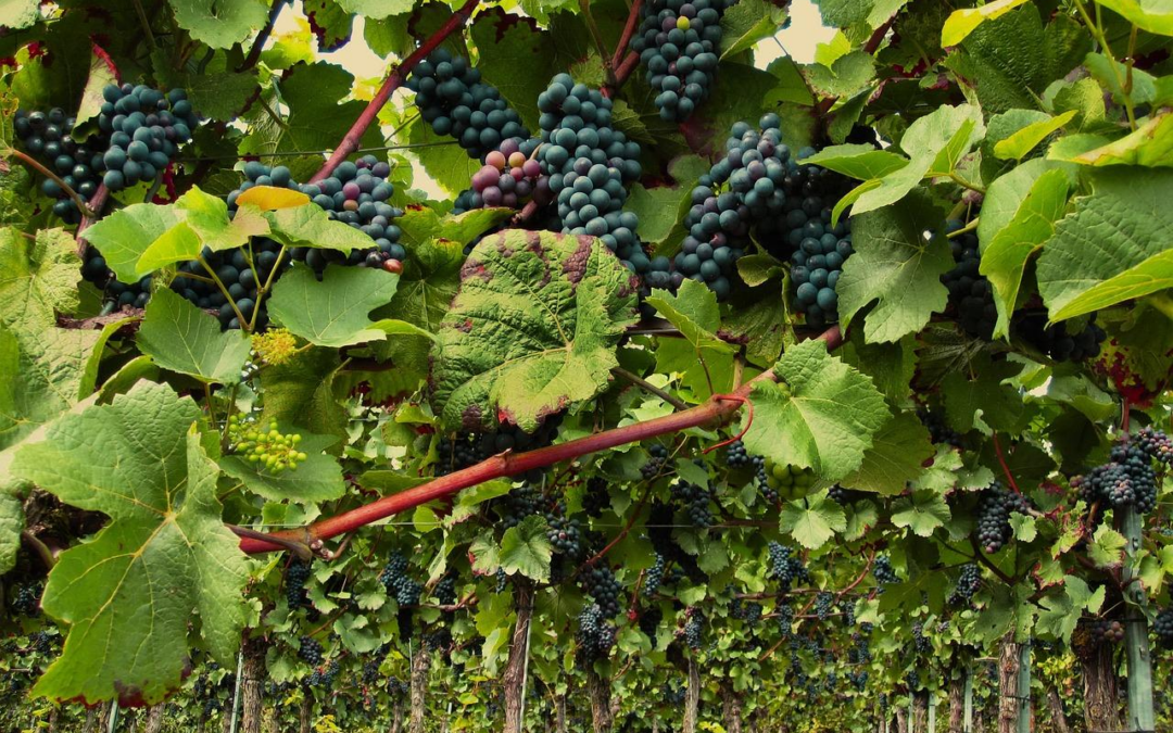 Qui sont les producteurs de Pommard ?